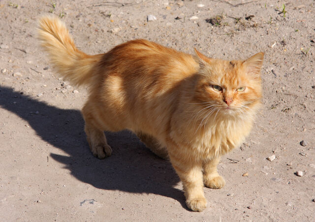 File:Red Cat in Torzhok City.jpg