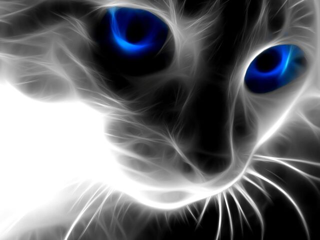 File:Black-cat-wallpaper-1-.jpg