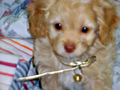 Thumbnail for version as of 06:05, June 15, 2011