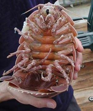 File:Deanesmay-giantpillbug.jpg