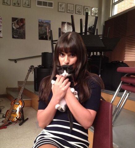 File:RB kitten.jpg