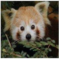 File:Kleiner-panda2.jpg