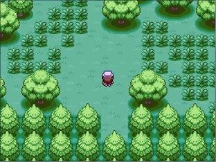 Holly forest