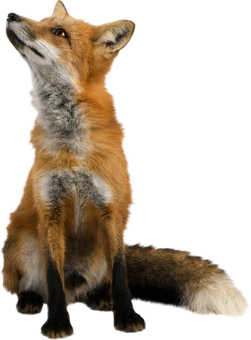 File:Hannah animal form.png