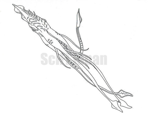 File:Giant Squid.jpg