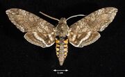 Manduca Sexta Moth