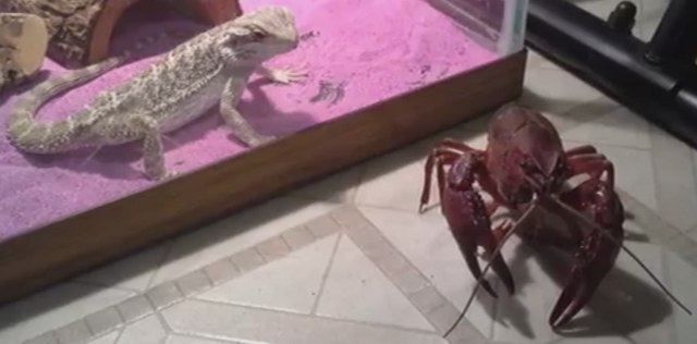 File:Bearded Dragon vs. Lobster.png