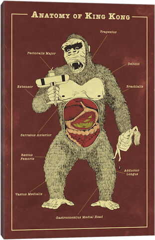 File:Kong antomyimage.jpeg