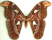 Moth1