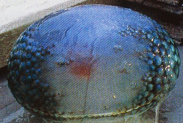 File:GXM - Meganulon Egg.jpg