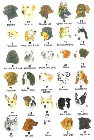 File:Dog breeds kims 5 accross 1.jpg