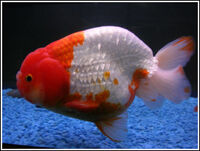 Ranchu1