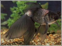 Veiltail2