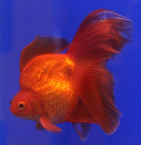 File:LONG TAIL RYUKIN.jpg