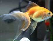 Fantail-Goldfish-Pictures