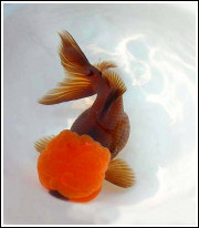 Oranda2.jpg