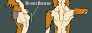 Breastbone