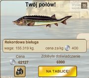 Rekordowa bieługa 155,319kg