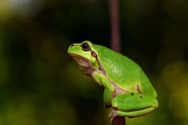 File:Hyla-meridionalis-the-frog-amphibians.jpg