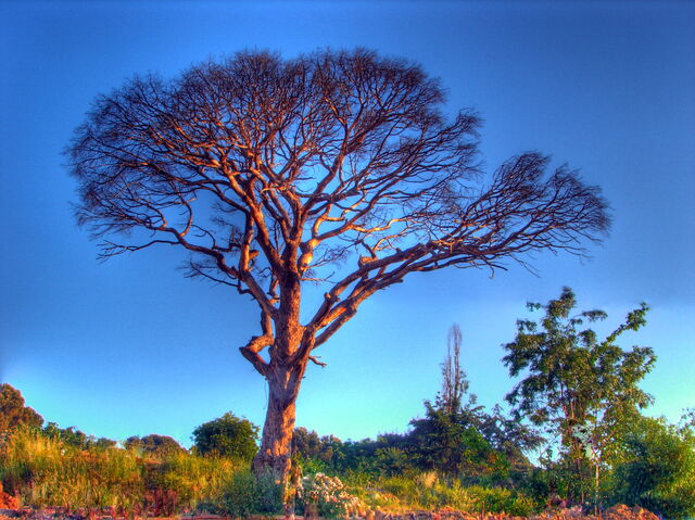 File:Tree in Istanbul.jpg