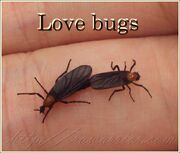 Love-bugs