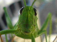 GrassHopper About