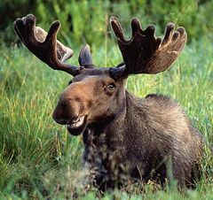 Fredrickthemoose