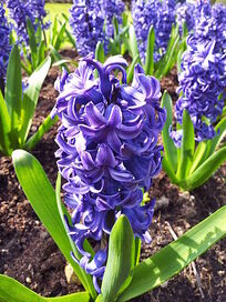 330px-Hyacinth - Anglesey Abbey