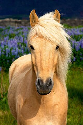 Αρχείο:A761d340d87d888075314872a9b0c56e--blonde-beauty-pretty-horses.jpg