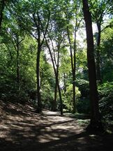 PAForestTrail