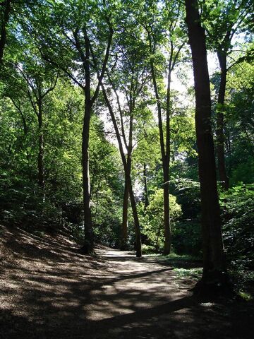 File:PAForestTrail.jpg