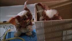 Earl & Not Gizmo