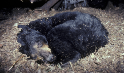 Orso dormitore