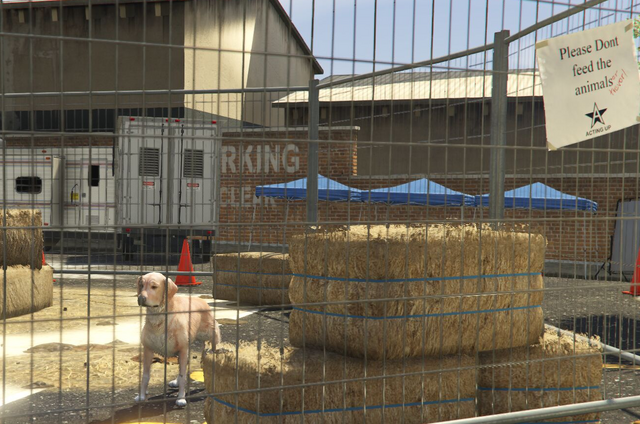 File:Director Mode Actors GTAVpc Animals Retriever.png