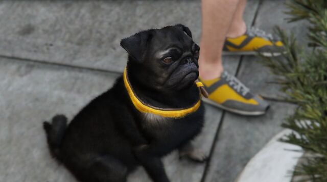 File:Dog-GTAV.jpg