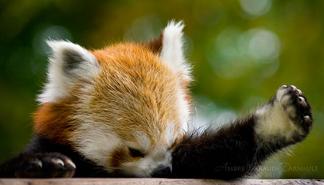 File:RedPanda BringItOn.jpg