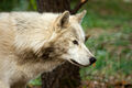Thumbnail for version as of 11:28, September 9, 2011