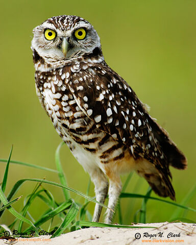 File:Burrowing.owl.c03.06.2006.JZ3F8972.c-700.jpg