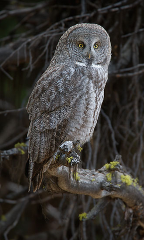 File:Great Gray Owl.png