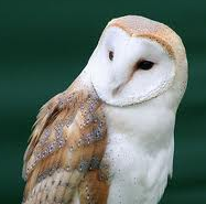 File:Barn owl.png