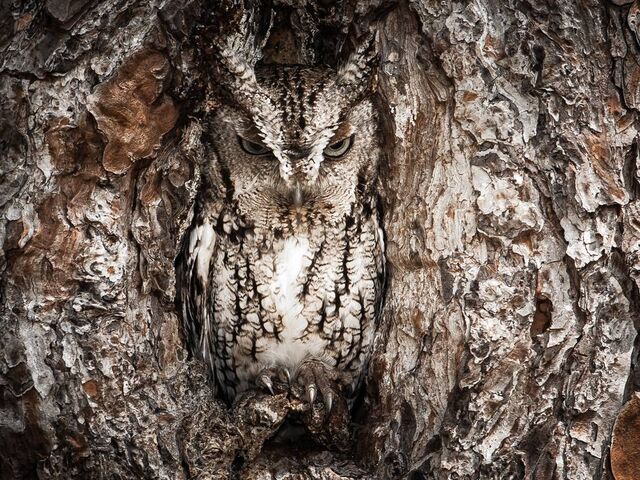 File:Eastern-screech-owl-georgia 67926 990x742.jpg