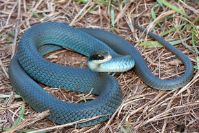 Blureracer
