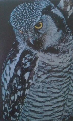File:Hawkowl.jpg