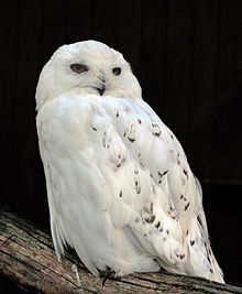 File:Snowyowl.jpg