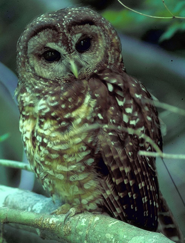File:Spotted Owl.png