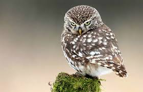File:Littleowl4.jpg