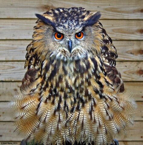 File:Eagle owl.jpg