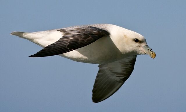 File:Fulmar.jpeg