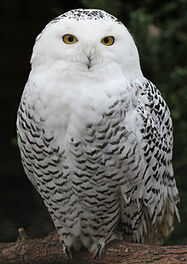 220px-Snowy Owl - Schnee-Eule