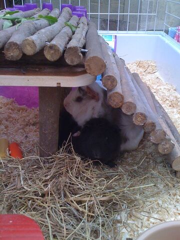 File:The Babies!.jpg